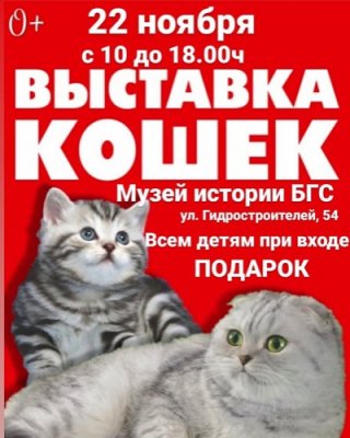 Выставка - продажа породистых кошек! 